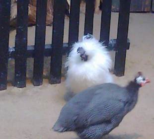 Warszawskie ZOO latem.