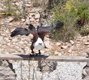 Adler in der Falknerei