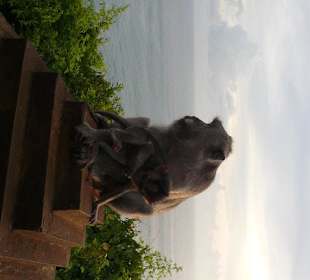 Beherscher des Felsentempels Pura Luhur Ulu Watu