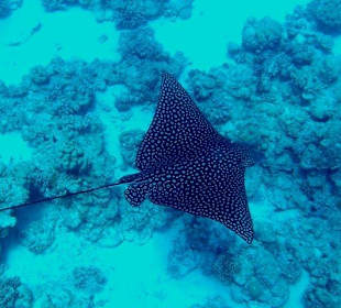 Delfine erleben mit Yasser