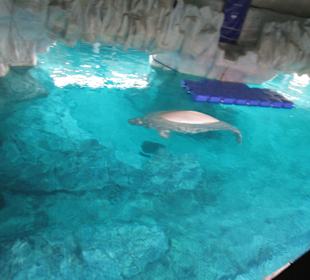 Aquarium / Oceanongrafic