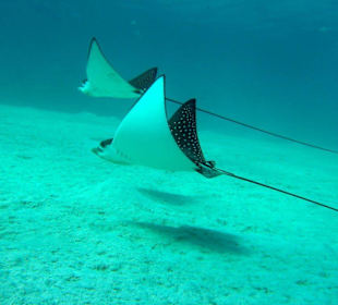 Adlerrochen bei Abu Dabab