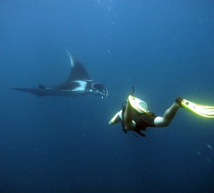Diver with Manta Ray