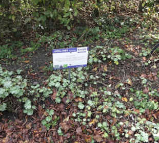 Kneipp`scher Sinnesgarten