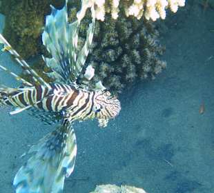 Indischer Rotfeuerfisch