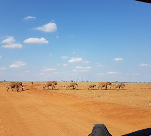 Tsavo Ost und West Safari