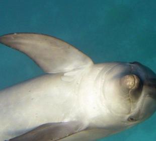 Delfintour 11.10.2013