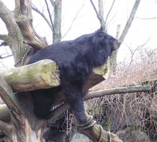 Sclafender Bär im Baum