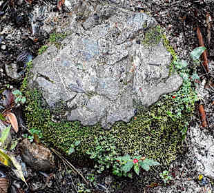 Podocarpus Nationalpark