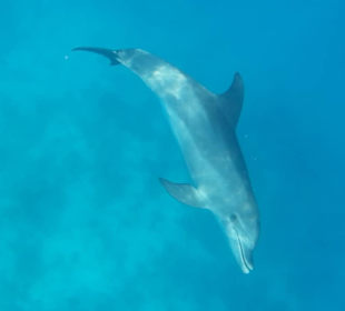 Delfine
