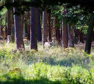 Ganz hinten sichtbar