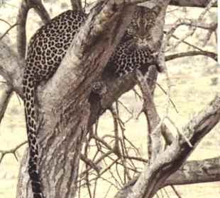 Leopard 