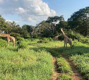 Taita Hills