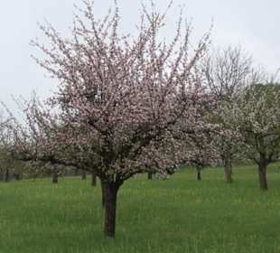 Kirschenheimat
