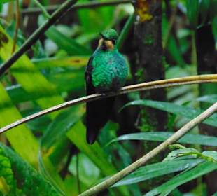 La Paz Waterfall Gardens