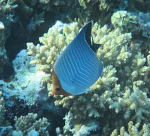 Hausriff Arabia Azur Resort