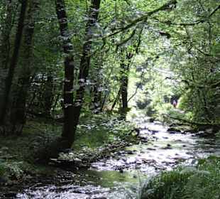 Wanderung durch die Schlucht