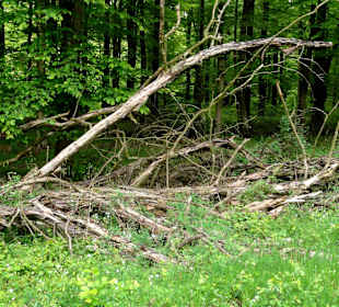 Eindrücke vom Rundgang druch den Hasbruch