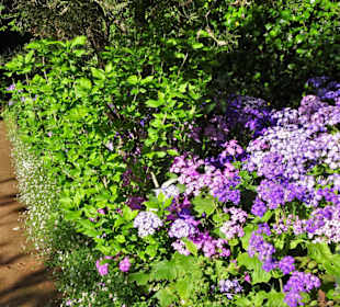 Eindrücke vom Rundgang durch Blandy´s Garden