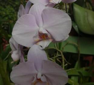 Orchidee