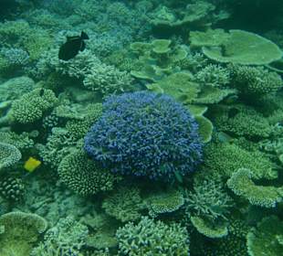 Wunderschöne Unterwasserwelt