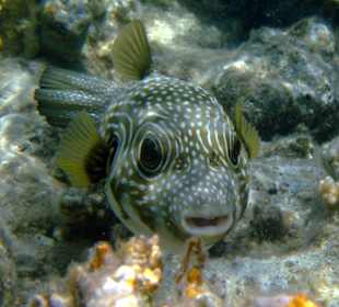 Igelfisch ges. beim Schnorcheln,  Fort Arabesque