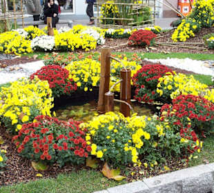 Chrysanthemen Show