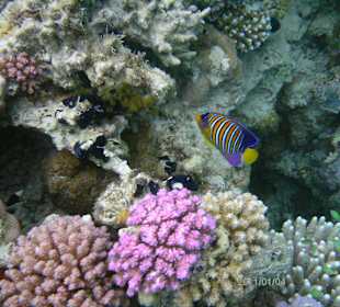 Hotel Gorgonia Beach