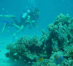 Mövenpick Subex Intro-Dive