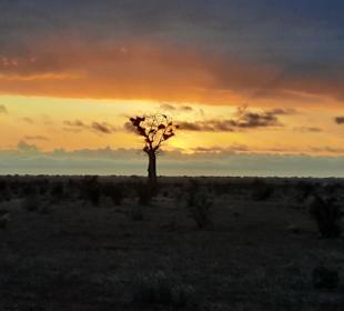 Sonnenaufgang in der Savanne