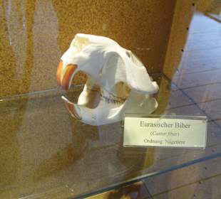 ArcheTierSchädelSammlung