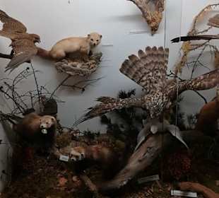 Alpen Wildpark Feld am See