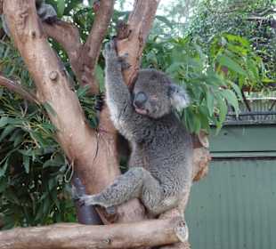 Stadtrundgang Sydney