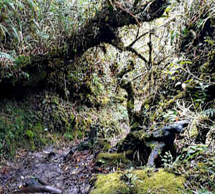 Podocarpus Nationalpark