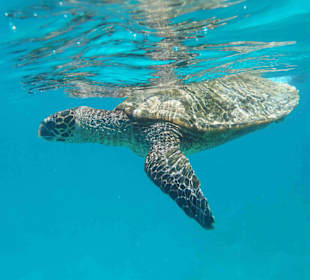 Wasserschildkröte vor Felicite Island