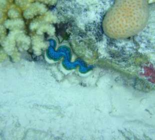 Unterwasserwelt Ägypten