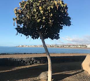 Strandpromenade Puerto del Carmen