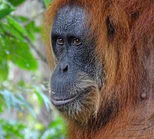 Orang Utan