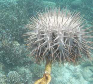 Этот, конечно, похож на ежа. 