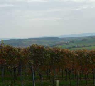 Bei einer Weinbergswanderung in Wipfeld