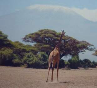 Giraffe im Hintergrund der Kilimanjaro