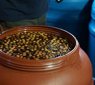 Olivenbauer nähe Papados