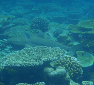 Schwarzspitzenriffhai