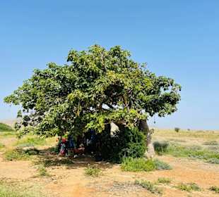 Baobab Baum