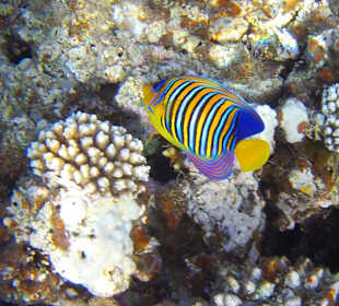 Schnorcheln Dahab