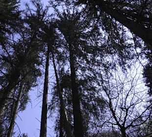 Waldlehrpfad an der Lauter