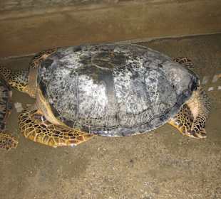 Schildkröte