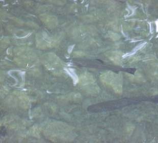 Forellen können auch selbst geangelt werden