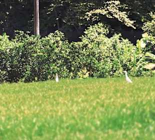 Mural de la Prehistoria