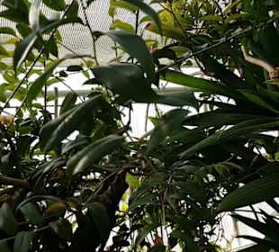 Botanischer Garten 